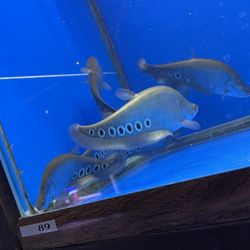 City Pets - Tongue Fish