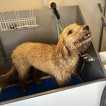 Sarah Kay’s Paw Spa - From wet, matted, and muddy to - Pet Groomers Near Me Sarah Kay’s Paw Spa - From wet, matted, and muddy to - Pet Groomers Near Me