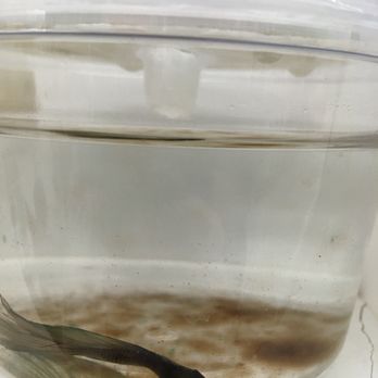 Petco - Dead decaying fish with bits of fin on the bottom of the cup. - Pet Training Near Me - Fairfax, Virginia