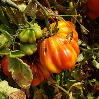 Post Street Farm - Pumpkin Patches Near Me - Santa Cruz, California