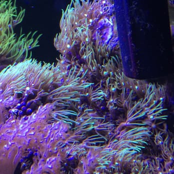 Tropical Imports - $45 or $50, massive colony and its growing with the Yelp coupon I bought this at a great catch!! - Pet Stores Near Me - Glendale, California Tropical Imports - $45 or $50, massive colony and its growing with the Yelp coupon I bought this at a great catch!! - Pet Stores Near Me - Glendale, California