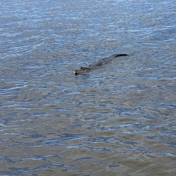 Louisiana Tour - Alligators - Tours Near Me - Marrero, Louisiana Louisiana Tour - Alligators - Tours Near Me - Marrero, Louisiana