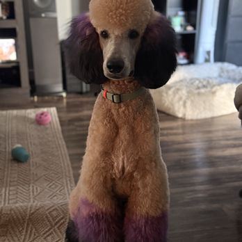ALL4K9 - Pet Sitting Near Me - Cary, Illinois