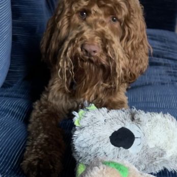 Wrigleyville Pet Care Services - Leo - Dog Walkers Near Me Wrigleyville Pet Care Services - Leo - Dog Walkers Near Me