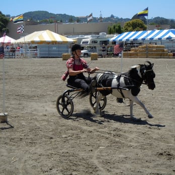 Marin County Fair - A miniature horse giving a blazing run in a combined driving demo. - Festivals Near Me - San Rafael, California Marin County Fair - A miniature horse giving a blazing run in a combined driving demo. - Festivals Near Me - San Rafael, California