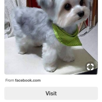 Doggy Box - The haircut i asked mai to give maya - Pet Groomers Near Me - Honolulu, Hawaii Doggy Box - The haircut i asked mai to give maya - Pet Groomers Near Me - Honolulu, Hawaii