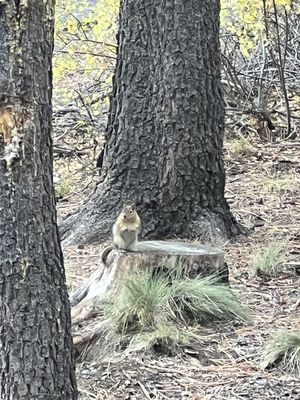 LaPine State Park by null