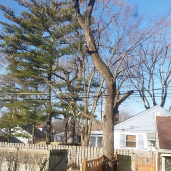 Arborgreen Tree Service - Tree Services Near Me - Evanston, Illinois Arborgreen Tree Service - Tree Services Near Me - Evanston, Illinois