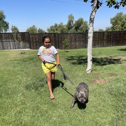 Bryan's Dog Boarding - My baby working hard
