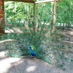 Wildgehege - Pfau beim Rad schlagen erwischt
