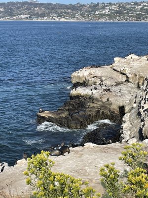 La Jolla Trail by null