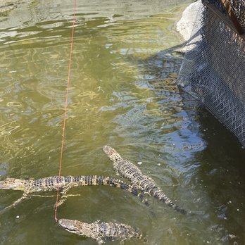 Smugglers Cove Adventure Golf - Feeding the gators. So strong for being so small! - Mini Golf Near Me - Sarasota, Florida