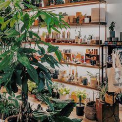 Sabo - Lush + green interior of SABO.