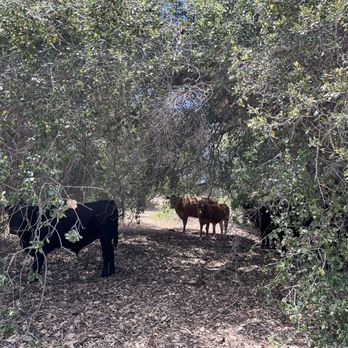 Eagle Rock Hike - 05-29-22 Cows Shielding Themselves From The Sun - Hiking Near Me - Warner Springs, California Eagle Rock Hike - 05-29-22 Cows Shielding Themselves From The Sun - Hiking Near Me - Warner Springs, California