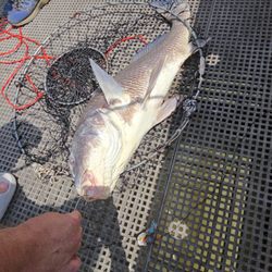 Ocean Springs Fishing Pier - Black Drum!.