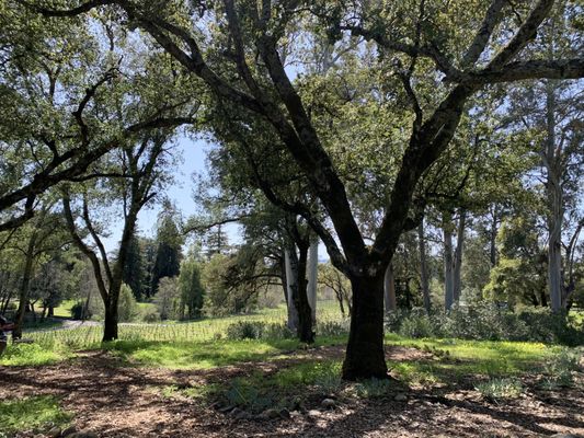 Bartholomew Estate Winery by null