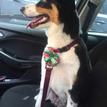 Doggie Doos Grooming - Pet Groomers Near Me - Phoenix, Arizona