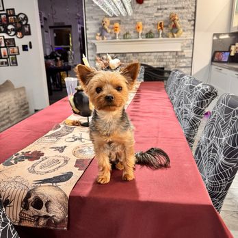 Paws on The Go Mobile Pet Spa - My doggie after groomed - Pet Groomers Near Me Paws on The Go Mobile Pet Spa - My doggie after groomed - Pet Groomers Near Me