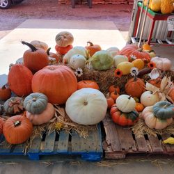 Miller Farms - Every color of the rainbow assortment!