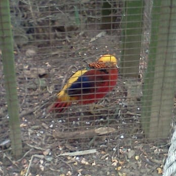 Plumpton Park Zoo - General Tso, the red golden pheasant - Zoos Near Me - Rising Sun, Maryland Plumpton Park Zoo - General Tso, the red golden pheasant - Zoos Near Me - Rising Sun, Maryland