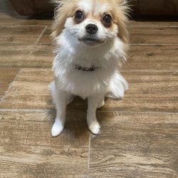 Oak Clips Pet Boutique & Grooming - After