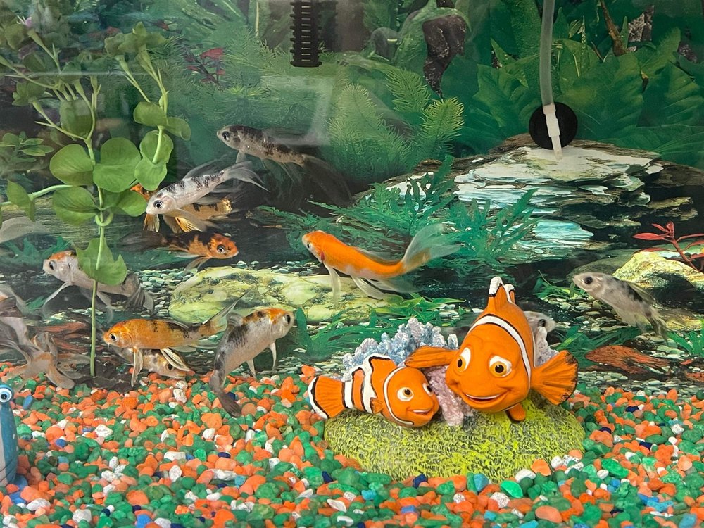 Padilla's Petshop Image
