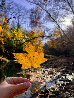 Clifton Gorge State Nature Preserve by null