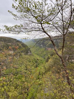 Cloudland Canyon State Park by null