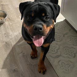 Guardian Rottweilers
