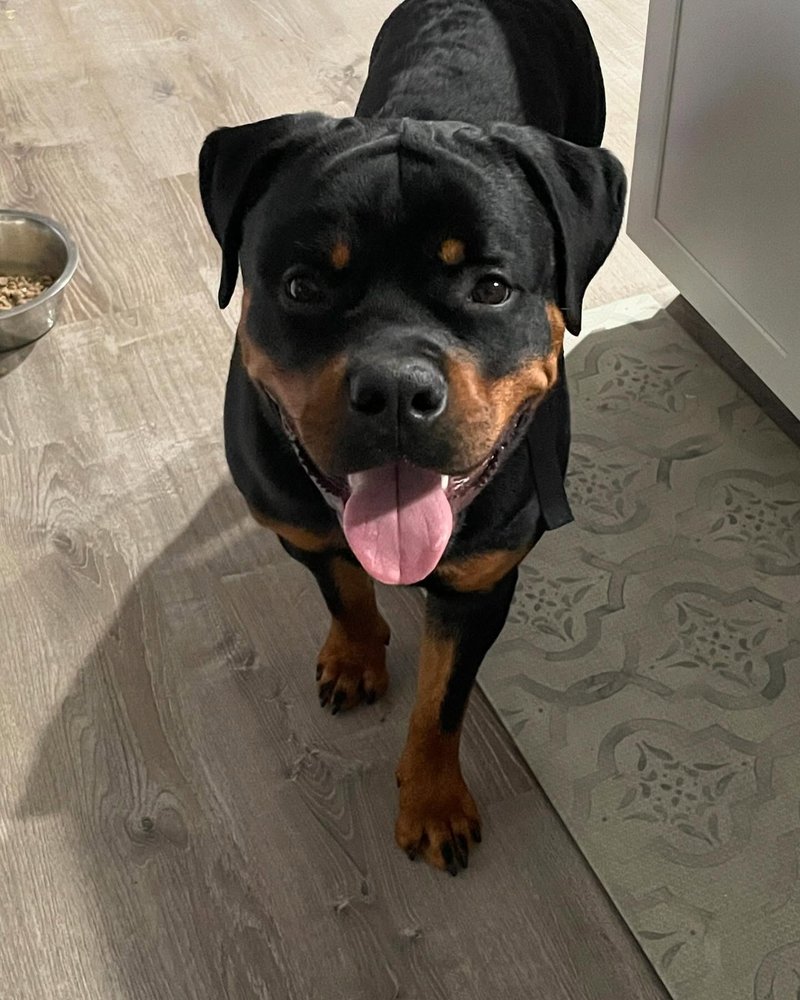 GUARDIAN ROTTWEILERS - Updated January 2026 - 29 Photos - 1190 N Rd 575 ...