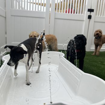 Camp Bow Wow - Water playing - Pet Training Near Me - Phoenix, Arizona Camp Bow Wow - Water playing - Pet Training Near Me - Phoenix, Arizona