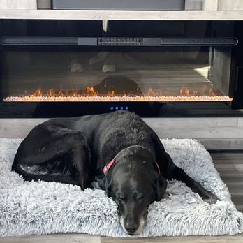 Johnnie Walker RV - Our pup enjoying her new home. - RV Dealers Near Me - Las Vegas, Nevada