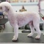Photo of Turquoise Tails Pet Grooming