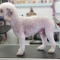 Turquoise Tails Pet Grooming