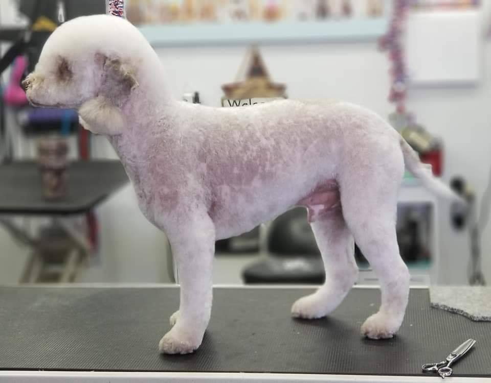 TURQUOISE TAILS PET GROOMING Updated July 2024 67 Photos Yuma, Arizona Pet Groomers