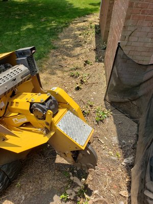 DAILY GRIND STUMP BROS - Updated August 2025 - 18 Photos