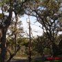 Republic Tree Service