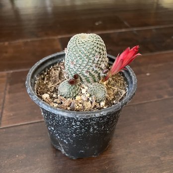 Evergreen Farm - Never seen a cactus flower like this before! - Nurseries & Gardening Near Me - San Jose, California Evergreen Farm - Never seen a cactus flower like this before! - Nurseries & Gardening Near Me - San Jose, California