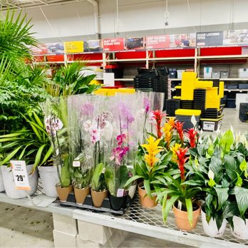 Home Services at The Home Depot - Bromeliads and low light houseplants - Flooring Near Me - Fishkill, New York