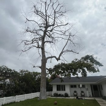 Arkadia Tree Services - Tree that was removed - Tree Services Near Me