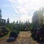 Photo of Arthur Campbell Nursery