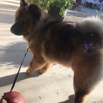 Grooming By Sharon - Thank you so much sharon for making coco look so beautiful. - Pet Groomers Near Me - Perris, California Grooming By Sharon - Thank you so much sharon for making coco look so beautiful. - Pet Groomers Near Me - Perris, California