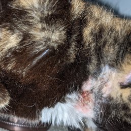 Why was this not treated the first time?  The cat was put under anesthesia so it's easier to examine isn't it?