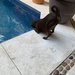 Casita de Maya Boutique Hotel - At present, there are 3 friendly pooches to greet you.
