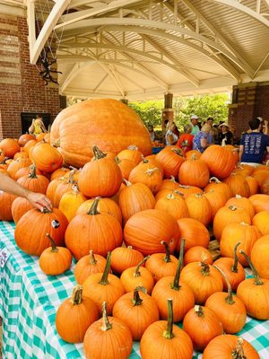 Winter Garden Downtown Pavilion and Farmers Market by null