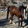 Photo of Canaan Farms Pet & Farm Care
