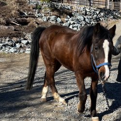 Canaan Farms Pet & Farm Care - Blue