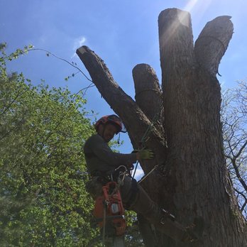 Arborwise Tree Management - Tree Services Near Me