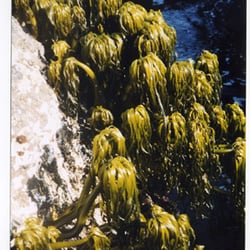 Rising Tide Sea Vegetables