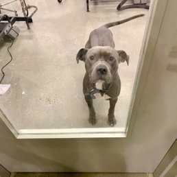 Just before the groomer starting clipping his nails after I was told he was ready to be picked up.